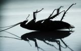 cockroach