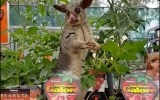 bunnings possum
