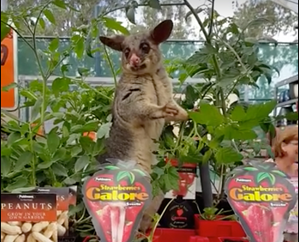 bunnings possum