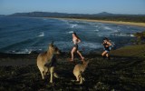 Australian-summer-kangaroos