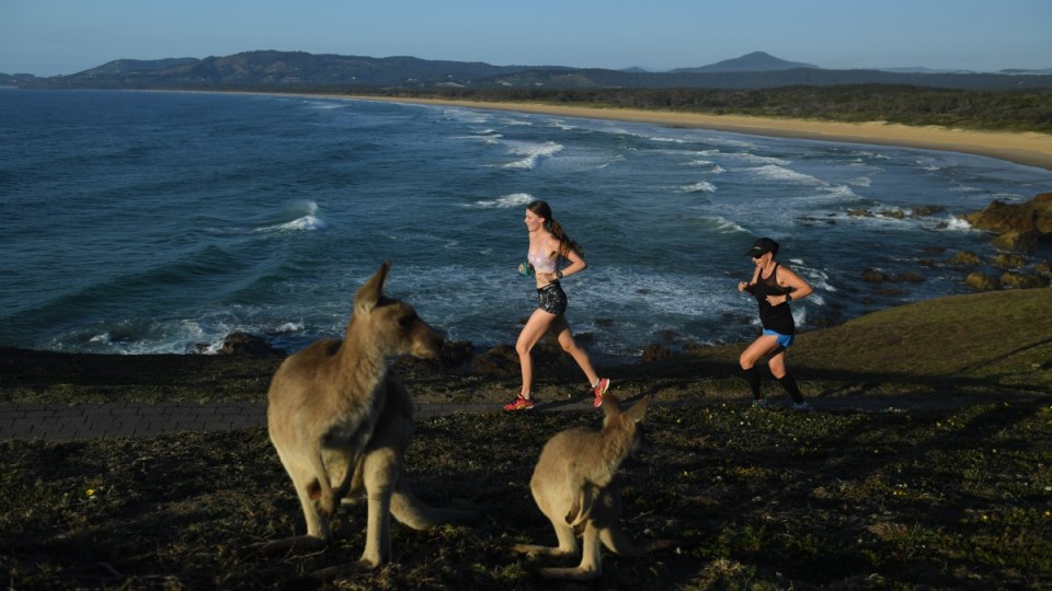 Australian-summer-kangaroos