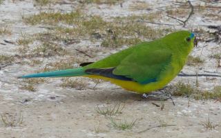 Oldest red-bellied parrot, Blue:black F