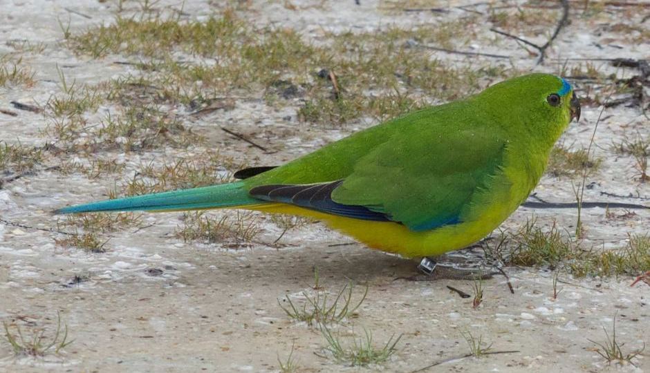 Oldest red-bellied parrot, Blue:black F