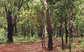 The wing of the crashed Cessna 210