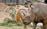 Memphis the white rhino has celebrated his 30th birthday at Perth Zoo.