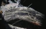 Asbestos fibers