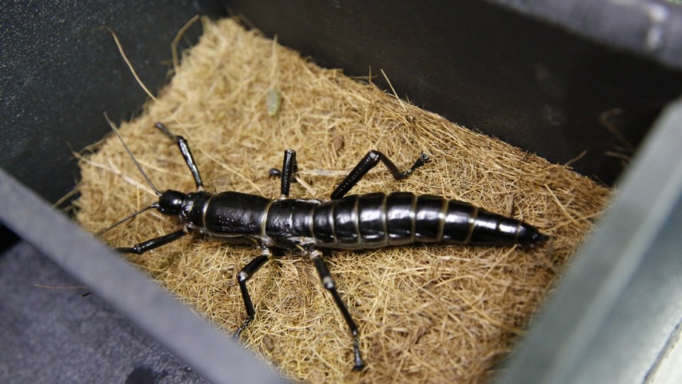 Lord Howe Island stick insect