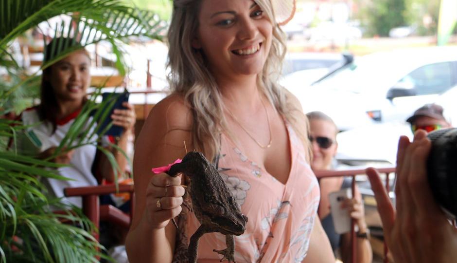 Winning cane toad at Berry Springs