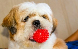 dog with ball