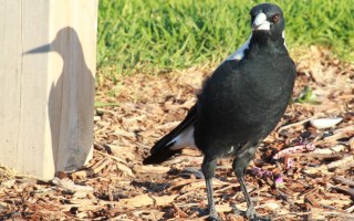 Magpie
