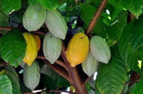 Cocoa needs consistent rainfall and warm temperatures to grow.