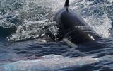 Orcas work together to attack prey2