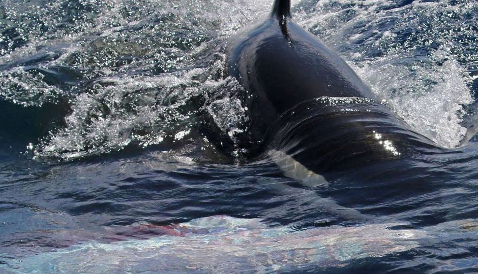 Orcas work together to attack prey2