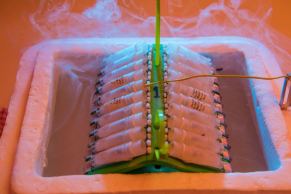 barrier reef sperm bank