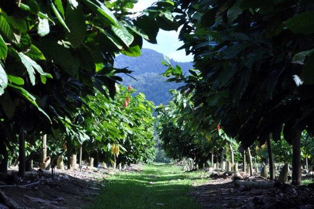 daintree estates - chocolate cocoa