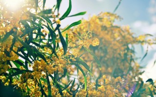 wattle space