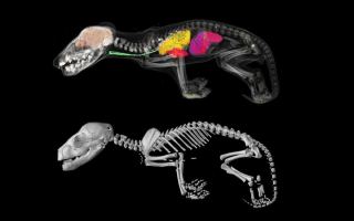 Internal structures of Thylacine joeys