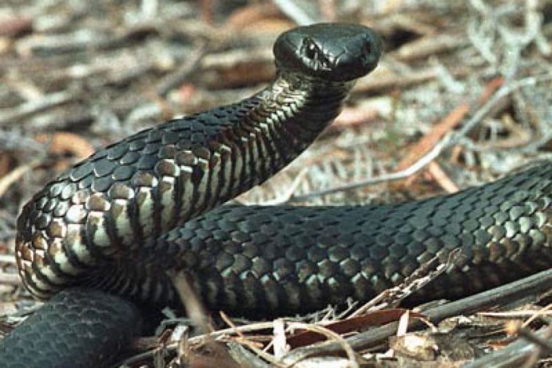 Tiger snake