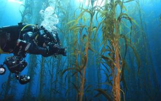 A diver photographs a kelp forest off the Tasmanian east coast