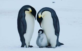 Emperor penguins with chick