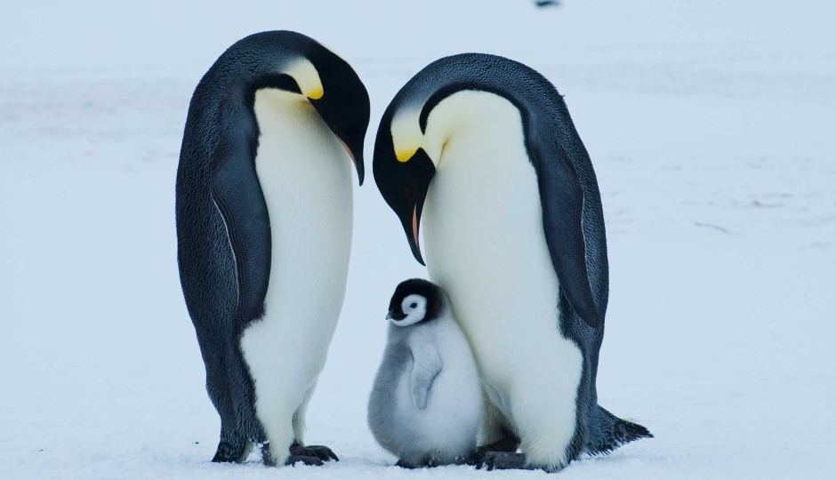 Emperor penguins with chick