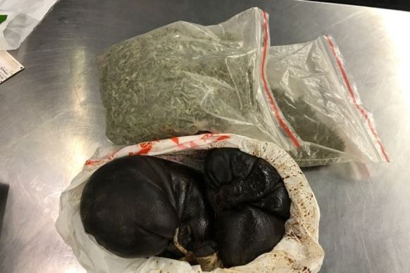 The biosecurity team at Sydney Airport confiscated a goat foetus