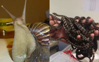 giant African snail and illegal reptile
