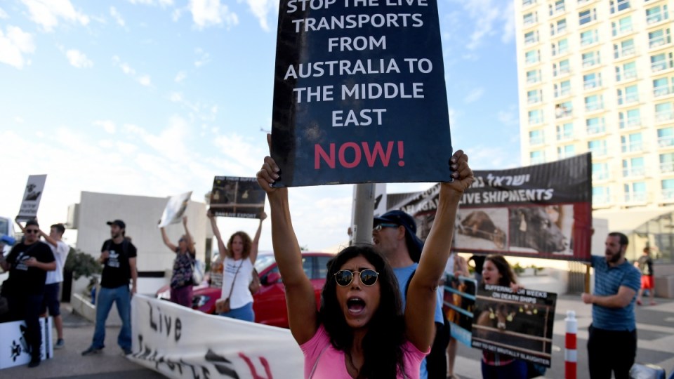 live-export-protest