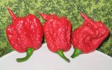 At full growth, one Carolina Reaper fits into half the palm of a hand.
