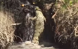 crocodile waterfall