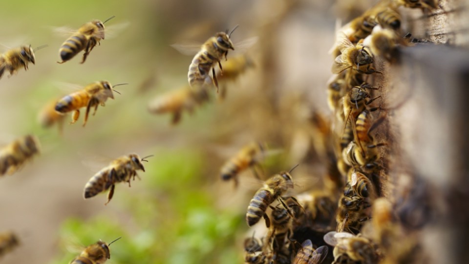 Honey bee stings release pheromones that prompt other bees to attack