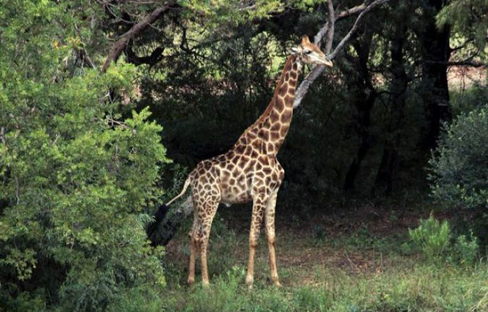 giraffe named gerald