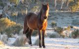 Victorian alpine horse cull