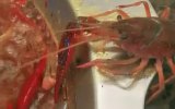 crayfish escape