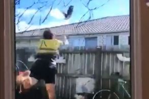 marcello the cat thrown over brisbane fence