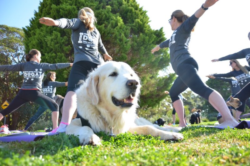 Dog yoga Rancan Sisters Fitness