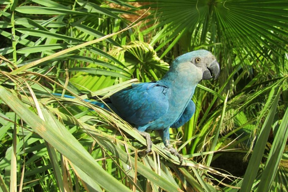 spix blue macaw as seen in Rio