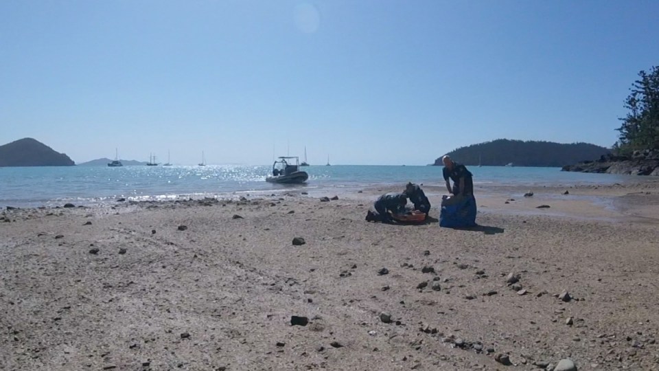 whitsunday island shark attack