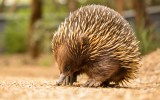 matilda-echidna