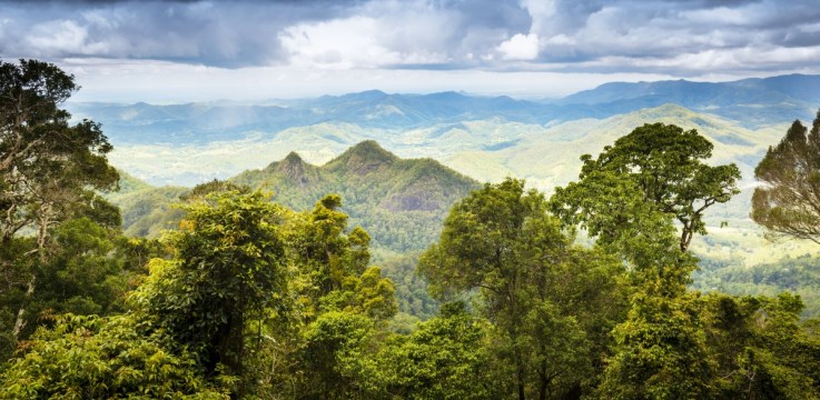 Queensland rainforest, as seen from Mount Warning.