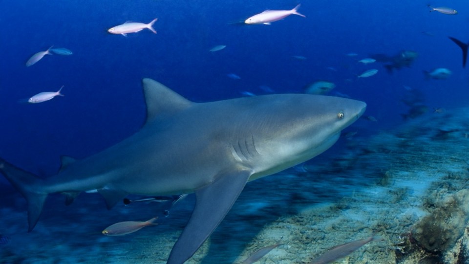 shark attack Port Stephens