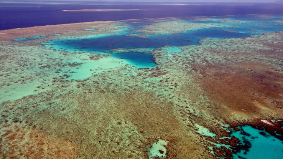 coral-bleaching-great-barrier-reef