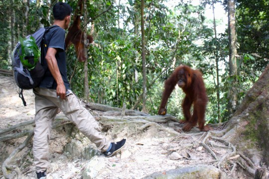 A close encounter in the Sumatran jungle - guide Hendrick and an orang-utan.