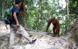 orang-utan tour sumatra