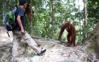 orang-utan tour sumatra