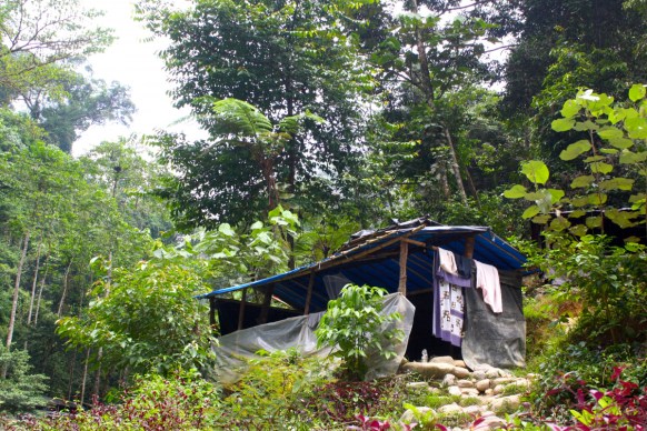 orang-utans sumatra guide