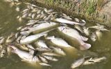 dead fish menindee rain
