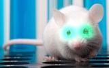An eye injection enables mice to see infrared light.