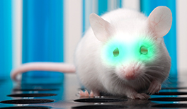 An eye injection enables mice to see infrared light.