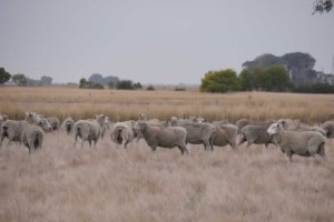 flock-of-cross-ewes